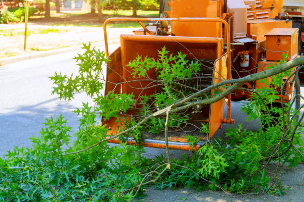 Professional Tree Service in Oak Forest, IL